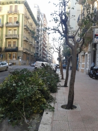 TARANTO - LEGAMBIENTE: BASTA orrori! Per  Taranto vogliamo bellezza! STOP alle potature selvagge