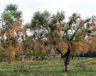 LECCE/ Xylella fastidiosa: scoperto un pesticida naturale a base di latte.