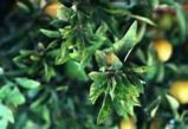 &ldquo;Xylella fastidiosa&rdquo;: L&rsquo;Osservatorio Fitosanitario della Regione Puglia rivendica l'enorme lavoro svolto con istituzioni scientifiche ed enti di ricerca.
