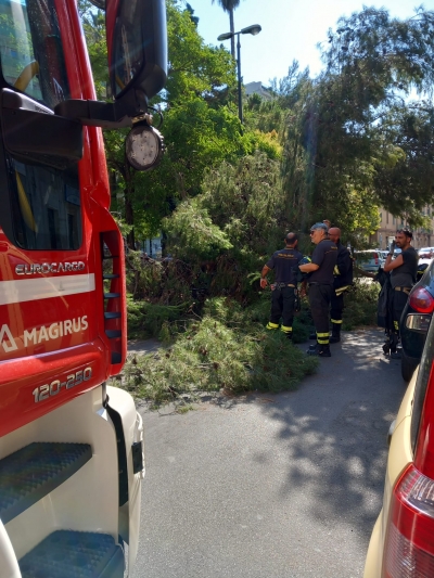 INCIDENTE A TARANTO/ Grosso albero si abbatte sulle auto in piazza Messapia