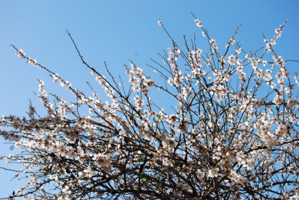 CLIMA PAZZO/ Coldiretti “alberi in fiore, finta primavera in Puglia”