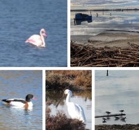 TARANTO DELLE MERAVIGLIE/ Primo dell’anno sul Mar Piccolo, tra spatole, volpoche e fenicotteri in passeggiata