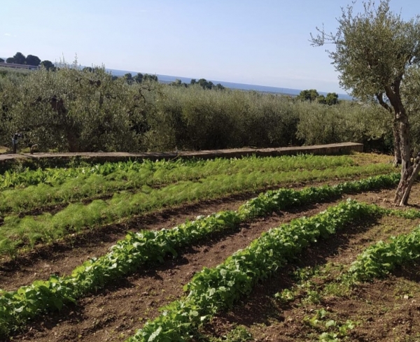 AGRICOLTURA/ In Puglia vendita boom di vendite di prodotti locali e a  km zero