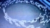 INSPIEGABILE/ Il mistero delle pecore che girano in circolo da12 giorni